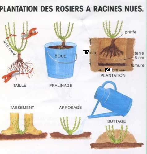 comment planter rosier